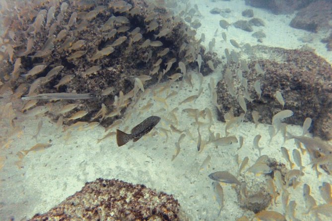 2 Dive Package for PADI Qualified Divers in Gran Canaria - Reef plus wreck planning: what you can realistically expect