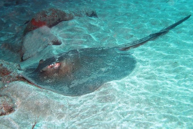 2 Dive Package for Qualified Divers in Gran Canaria - Key things that make this package worth your time