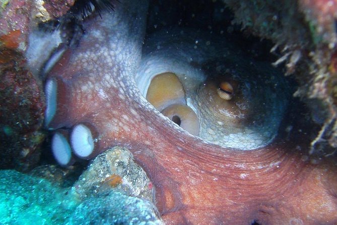 2 Dive Package for Qualified Divers in Gran Canaria - Two guided underwater sessions built for a range of conditions