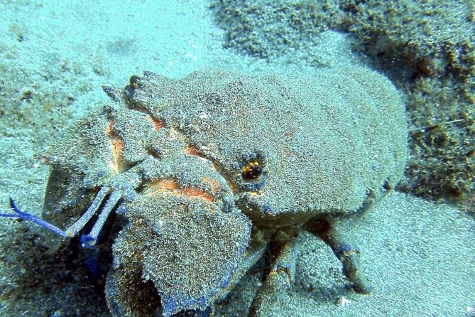2 Dive Package for Qualified Divers in Gran Canaria - The guide factor: small group attention and real-world teaching