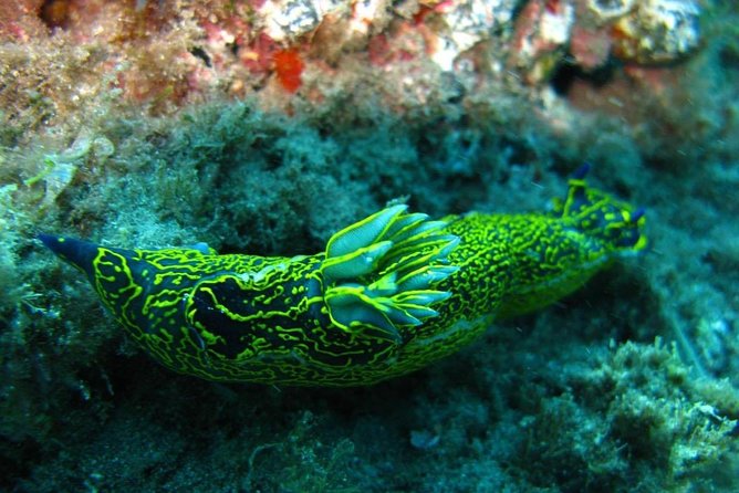 2 Dive Package for Qualified Divers in Gran Canaria - Price and value: what $108.61 includes, and what that means for you
