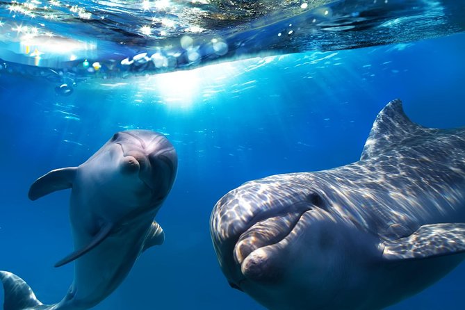 2-Hour Dolphin and Whale Watching in Gran Canaria - Key things I’d focus on before you go