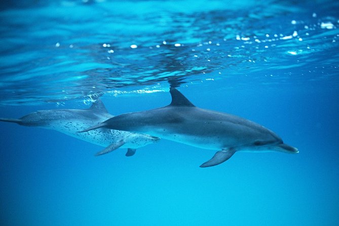 2-Hour Dolphin and Whale Watching in Gran Canaria - Puerto Rico departure: meeting point, timing, and what the boat experience feels like