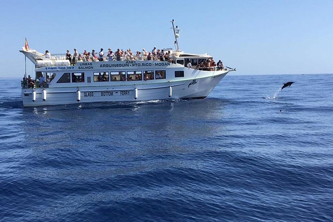 2-Hour Dolphin and Whale Watching in Gran Canaria - Deck time and comfort: sun, onboard bar, and the real seasickness conversation