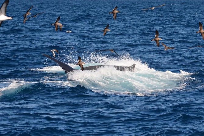2-Hour Dolphin and Whale Watching in Gran Canaria - Itinerary flow on the water: what to expect at each phase