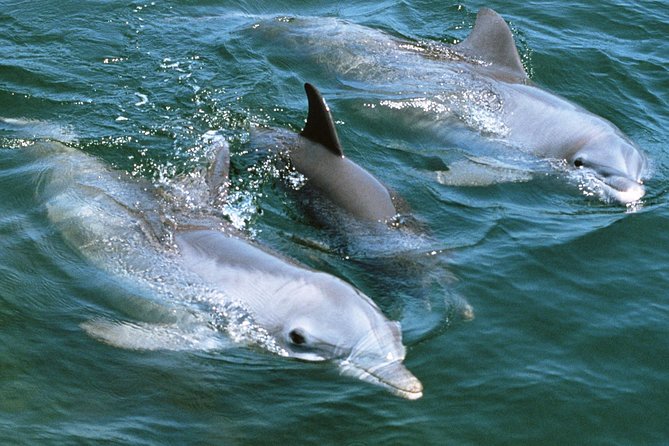 2-Hour Dolphin and Whale Watching in Gran Canaria - Should you book? My practical take