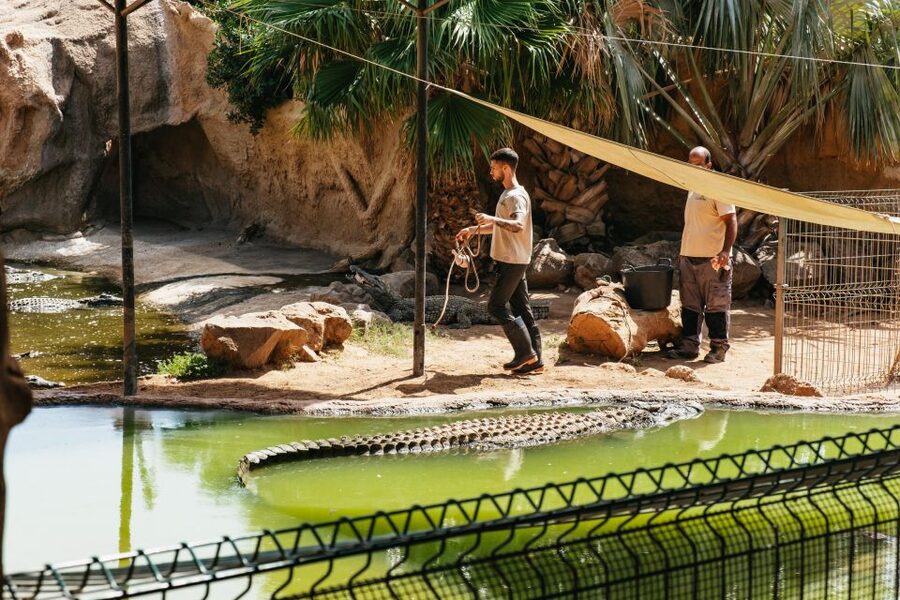 Agüimes: Cocodrilo Park Zoo Entry Ticket - Cocodrilo Park in Agüimes, the alligator exhibit you can plan around