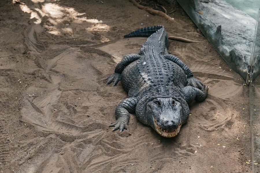 Agüimes: Cocodrilo Park Zoo Entry Ticket - A simple game plan for seeing 500+ animals without rushing