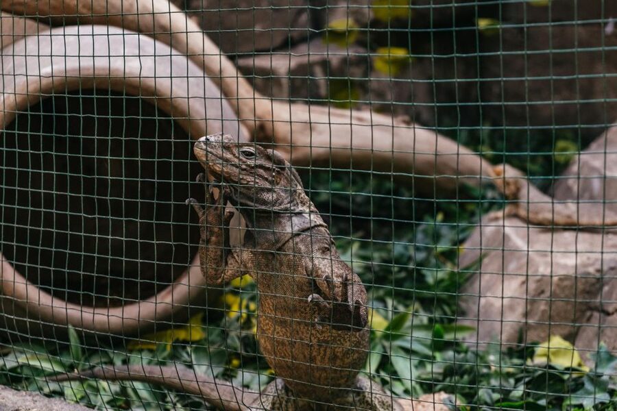 Agüimes: Cocodrilo Park Zoo Entry Ticket - Feeding demonstrations and talks, the moments that make the ticket worth it