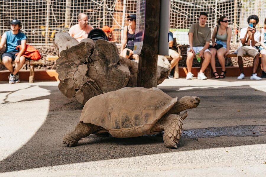 Agüimes: Cocodrilo Park Zoo Entry Ticket - Food and snacks at the park, plus the coin-and-change reality