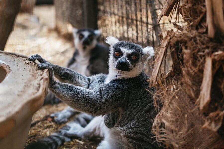 Agüimes: Cocodrilo Park Zoo Entry Ticket - Logistics for getting there from Gran Canaria, and how to plan your day