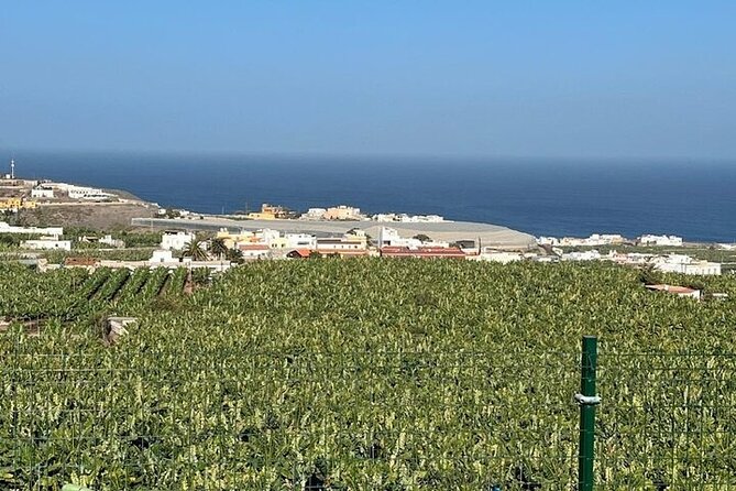 Banana Museum, Rum Distillery & Winery guided tour with tasting - The Big Picture: A Tasting-First Day Across Gran Canaria