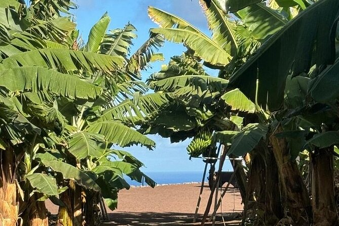 Banana Museum, Rum Distillery & Winery guided tour with tasting - How Logistics Affect Your Day: Pickup, Timing, and Group Size