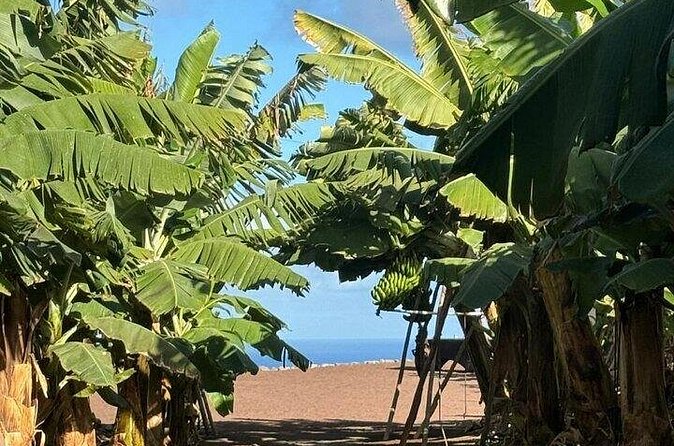 Banana Museum, Rum Distillery & Winery guided tour with tasting - Who This Tour Suits Best on Gran Canaria