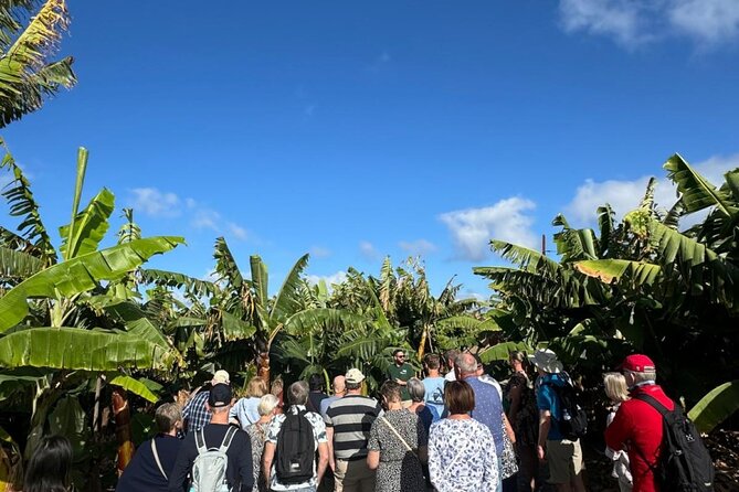 Banana Museum, Rum Distillery & Winery with Tasting: Premium tour - Transfers, timing, and group comfort: how to plan smarter