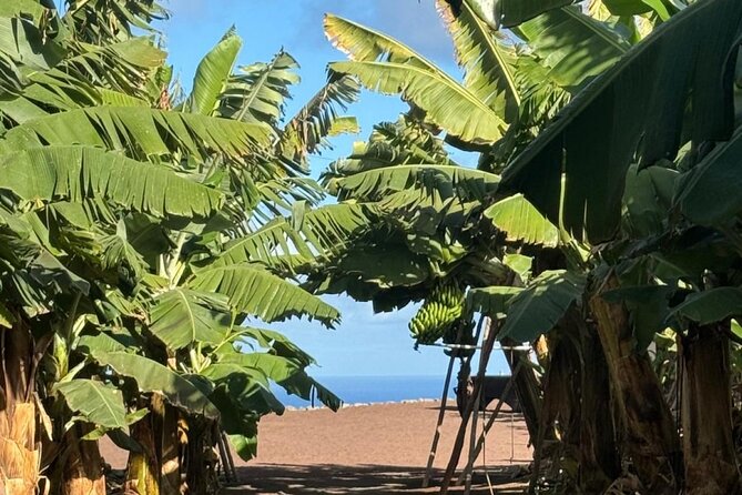 Banana Museum, Rum Distillery & Winery with Tasting: Premium tour - Language and who this Premium tour suits best