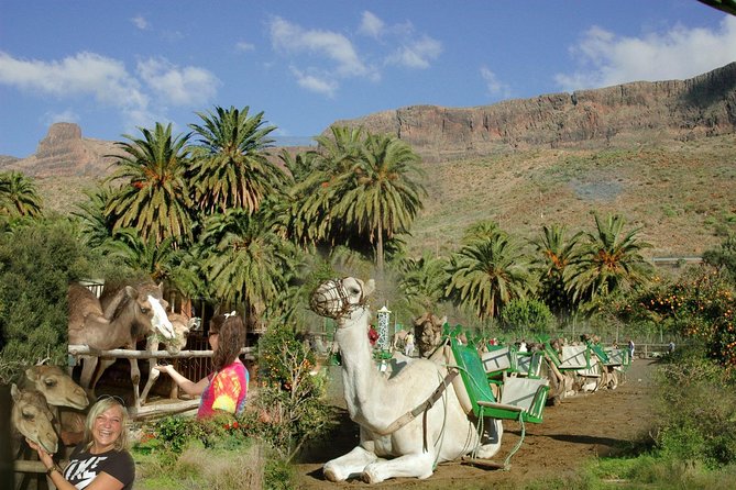 Camel Ride in Fataga with Tapas and drinks - Key things to know before you go