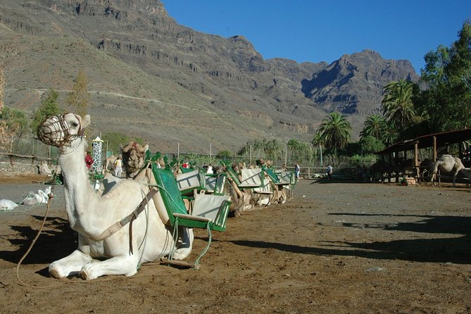 Camel Ride in Fataga with Tapas and drinks - Entering Fataga’s palm valley mood, without the big-tour feeling