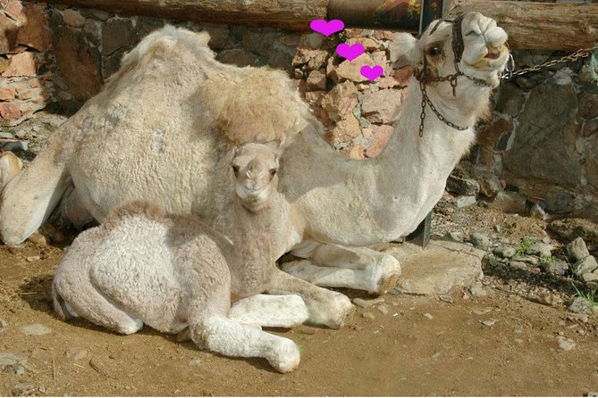 Camel Ride in Fataga with Tapas and drinks - The tropical garden walk: more than shade and pretty trees