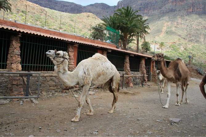 Camel Ride in Fataga with Tapas and drinks - The camel-driving license: goofy fun with real payoff