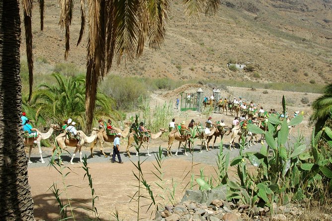 Camel Ride in Fataga with Tapas and drinks - Price, value, and what can change on the ground