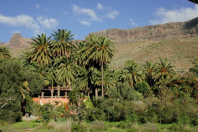 Camel Ride in Fataga with Tapas and drinks - Who this camel ride fits best (and who should skip)