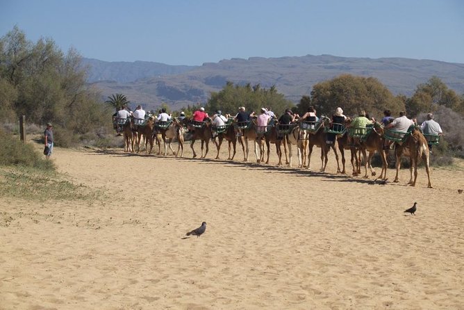 Camel Riding in Maspalomas Dunes - A 30-minute camel ride that actually feels worth it