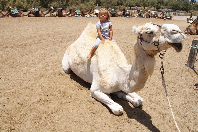 Camel Riding in Maspalomas Dunes - Who should book, and who should skip (weight, age, and comfort)
