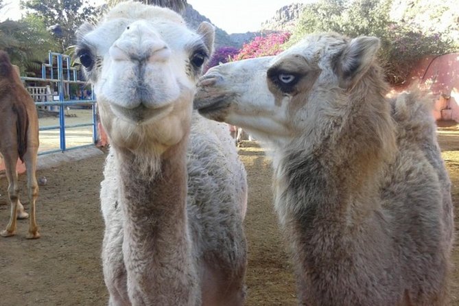 Camel Safari through the Dunes of Maspalomas - Maspalomas Dunes on a Camel: What This 30-Minute Safari Really Feels Like