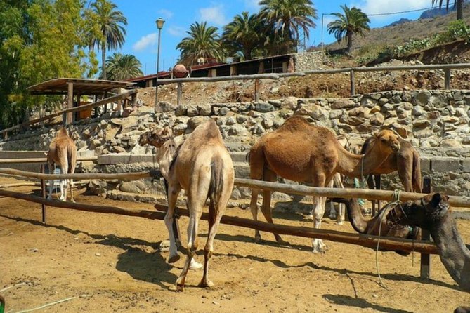Camel Safari through the Dunes of Maspalomas - Staffing and the Info You Get (and Don’t Get)