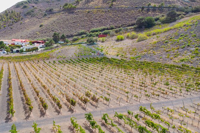 Canarian Wine Experience at Bodega los Lirios - Key highlights worth putting on your list