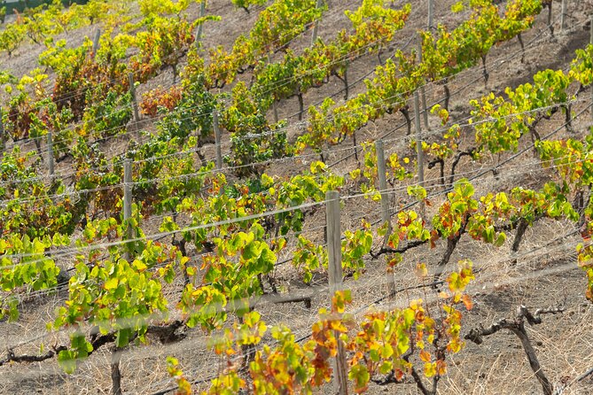 Canarian Wine Experience at Bodega los Lirios - The cellar tour, from grapes to winemaking