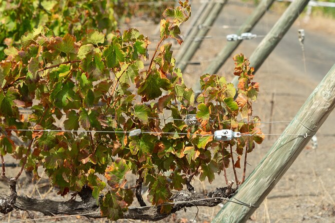 Canarian Wine Experience at Bodega los Lirios - Timing, group size, and how to make it smooth