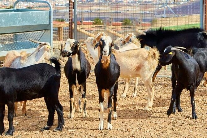 Cheese Workshop - The Welcome and Goat Time: Learning Starts with Animal Care