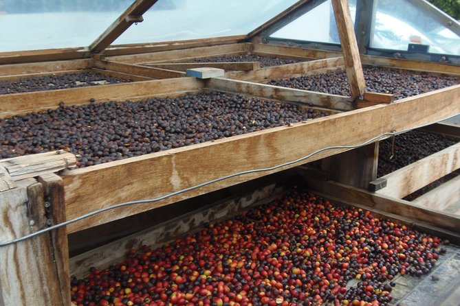 Day Tour in North of Gran Canaria with Wine Tasting - Agaete valley: coffee, tropical fruit, and vineyards in one guided stop