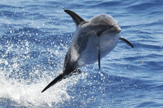 Dolphin and Whale Cruise in Puerto Rico, Gran Canaria - Key moments you should know