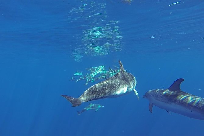Dolphin and Whale Cruise in Puerto Rico, Gran Canaria - Timing and route: the 10:30 and 13:30 departures
