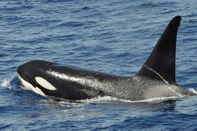 Dolphin and Whale Cruise in Puerto Rico, Gran Canaria - Spotting cetaceans, plus the free rebook safety net