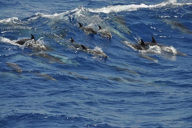 Dolphin and Whale Cruise in Puerto Rico, Gran Canaria - On-board extras: free soft drinks, music, and realistic comfort
