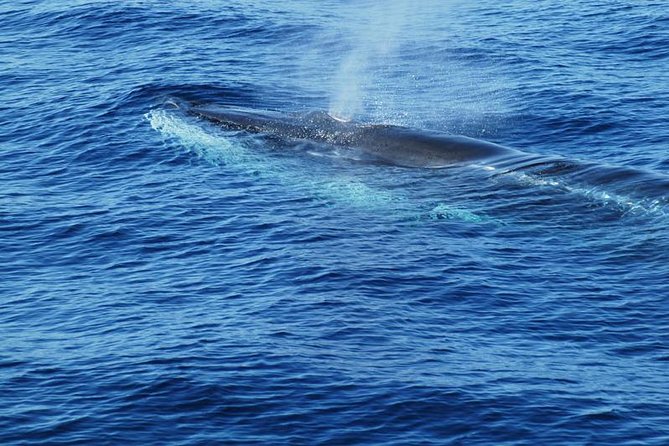 Dolphin and Whale Cruise in Puerto Rico, Gran Canaria - Seasickness, wind, and what to pack so the ride feels fair