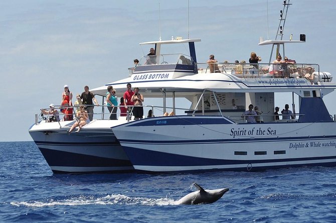 Dolphin and Whales watching cruise from Puerto Rico de Gran Canaria - Key Highlights You’ll Care About Before You Go
