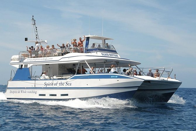 Dolphin and Whales watching cruise from Puerto Rico de Gran Canaria - Dolphin and Whale Watching from Puerto Rico: What This Trip Really Feels Like