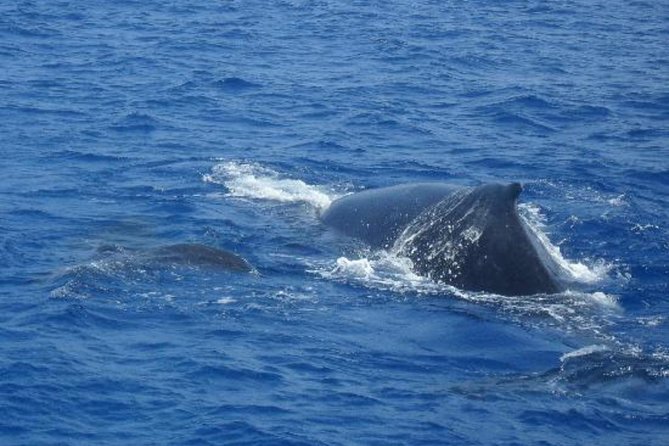 Dolphin and Whales watching cruise from Puerto Rico de Gran Canaria - Your Start at Puerto Rico: Boarding at the Meeting Point