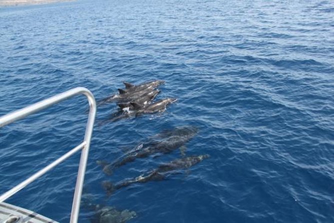Dolphin and Whales watching cruise from Puerto Rico de Gran Canaria - When You See Dolphins and Whales: The Moments People Remember