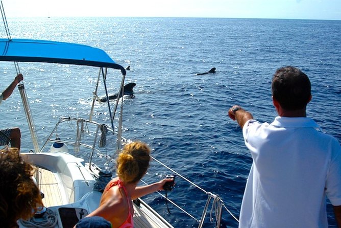 Dolphin and Whales watching cruise from Puerto Rico de Gran Canaria - Seasickness and Wind: The Real Risk You Should Plan For