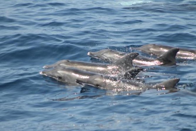 Dolphin and Whales watching cruise from Puerto Rico de Gran Canaria - The Free Retry Plan: Worth It, But Check the Fine Print