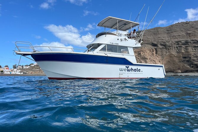 Dolphin Observation In A Small Group On A Silent Hybrid Boat - Key things to know before you go