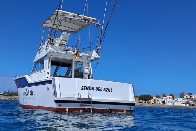 Dolphin Observation In A Small Group On A Silent Hybrid Boat - Why the silent hybrid boat approach matters here