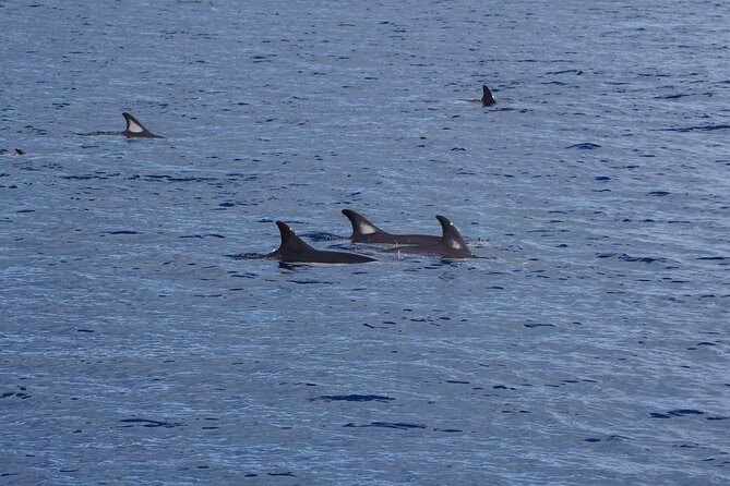 Dolphin Observation In A Small Group On A Silent Hybrid Boat - The star sightings: dolphins, plus pilot whales