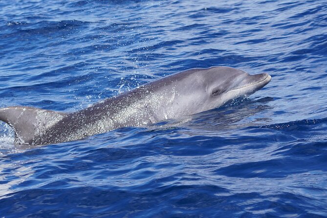 Dolphin Observation In A Small Group On A Silent Hybrid Boat - Meet your guides: Víctor the skipper and Paula the marine biologist